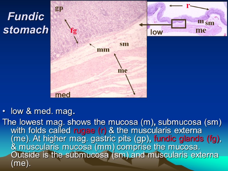 Fundic stomach low & med. mag. The lowest mag. shows the mucosa (m), submucosa